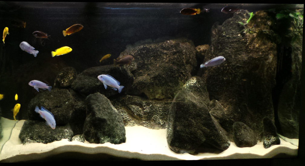 Malawi-Aquarium