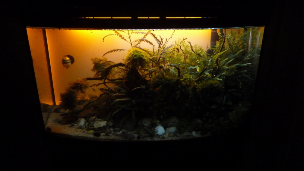 Aquarium Hauptansicht von New Beginning...