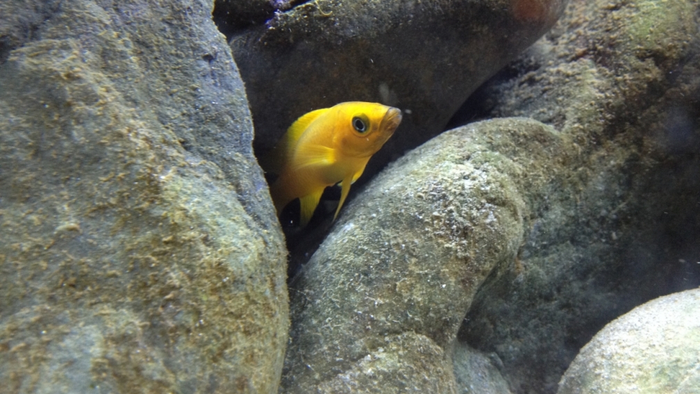 Kleiner Tanganjikasee