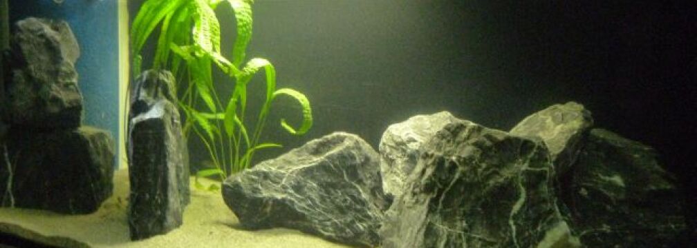 Aquarium Hauptansicht von Non Mbunas Rocks