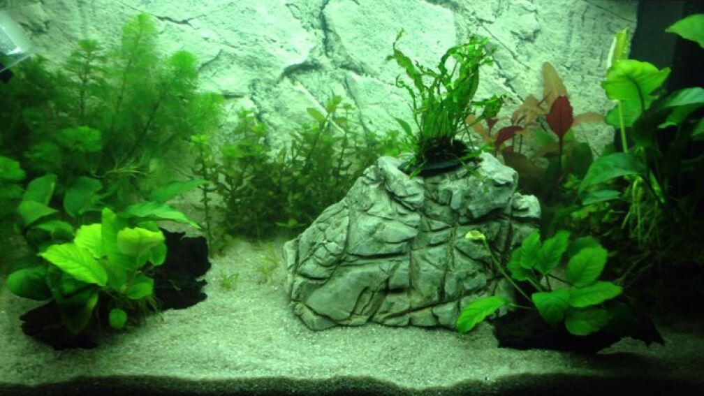 Aquarium Hauptansicht von Leider zu klein ;)