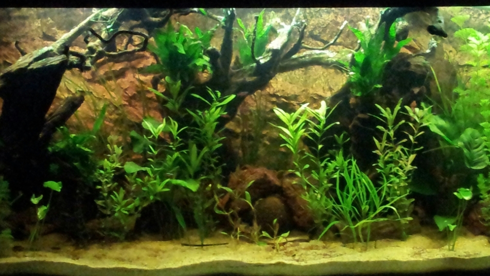 Mein Südamerika Aquarium