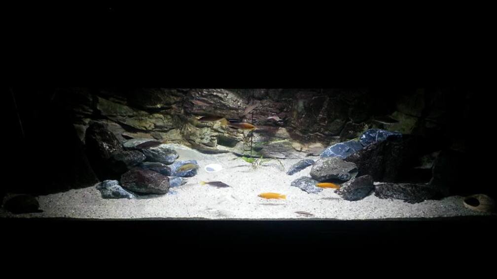 Aquarium Hauptansicht von Lake Tanganyika (Rock zone)
