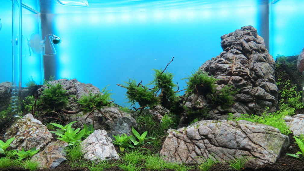 Das Becken nach 3 Wochen, im Januar 2014