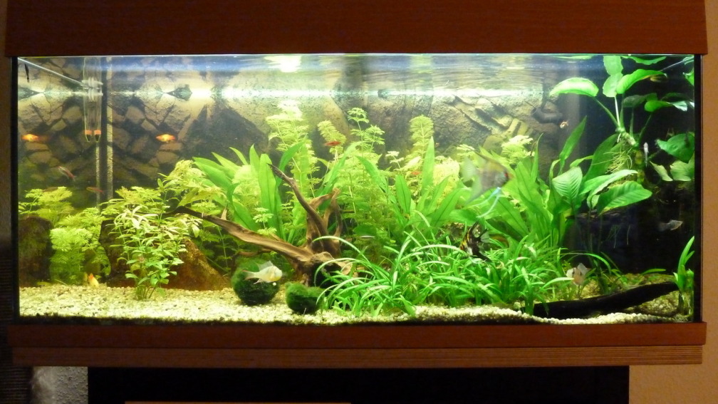 Hauptansicht von 180L Gesellschaftsbecken