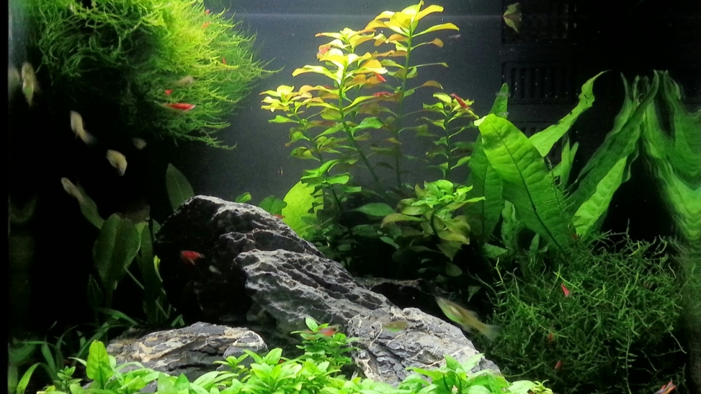 Aquarium Hauptansicht von Sera cube 60