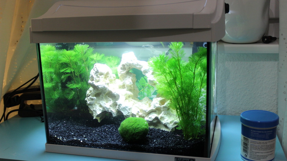 Aquarium Hauptansicht von Malawi klein Paradies