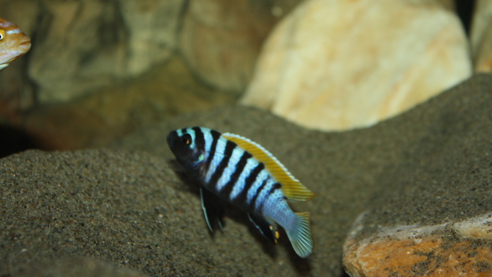 Aquarium Hauptansicht von Mbuna Becken