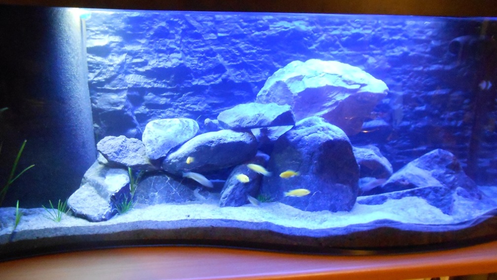 Aquarium Hauptansicht von Becken 2