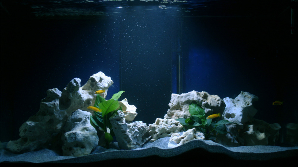 Aquarium Hauptansicht von MALAWIDREAM