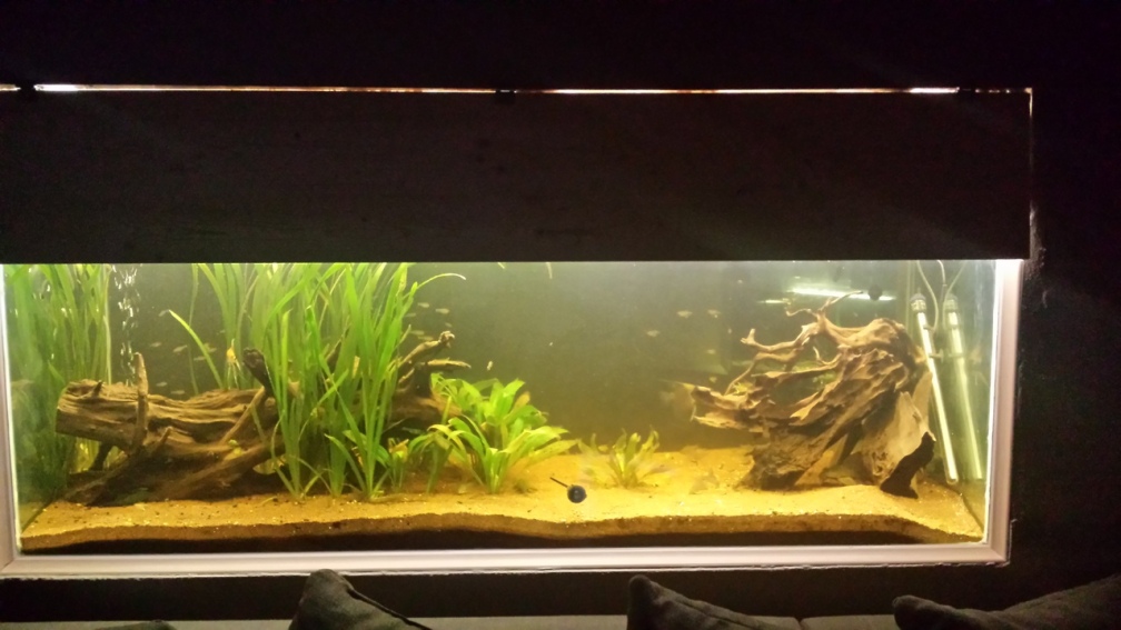 Aquarium Hauptansicht von Südamerika Gesellschaftsbecken