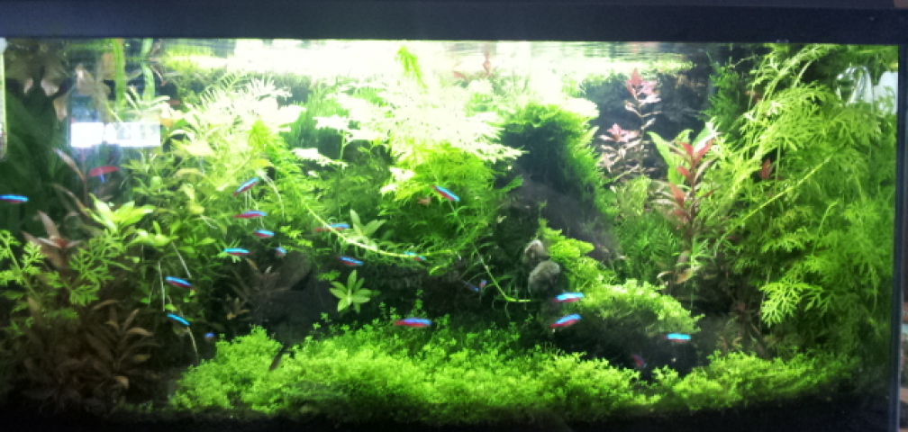 Aquarium Hauptansicht von Gesellschaftsaquarium