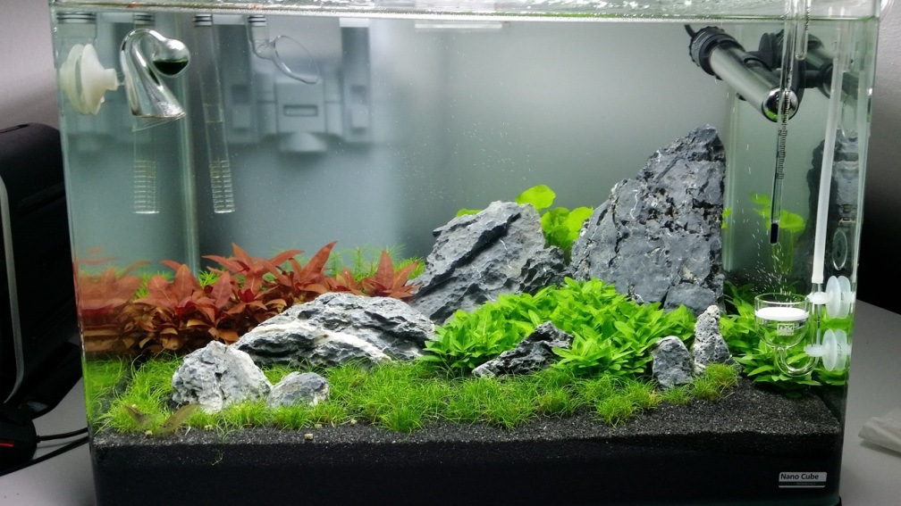 Aquarium Hauptansicht von Scaper's tank