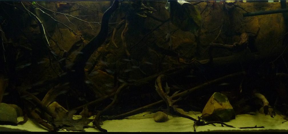 Aquarium Hauptansicht von South America Biotope Nur noch als Beispiel