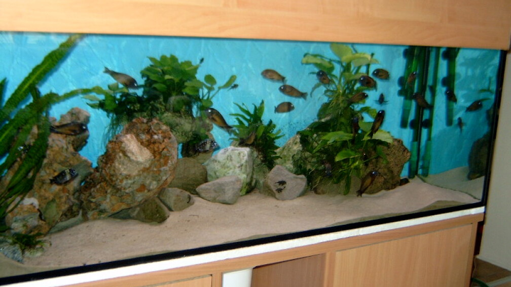 Aquarium Hauptansicht von Becken 295