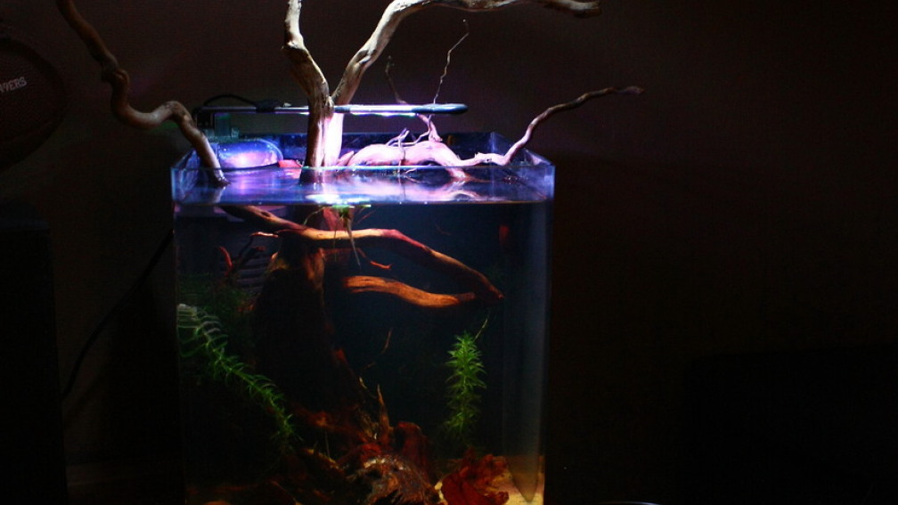 Aquarium Hauptansicht von Little fire