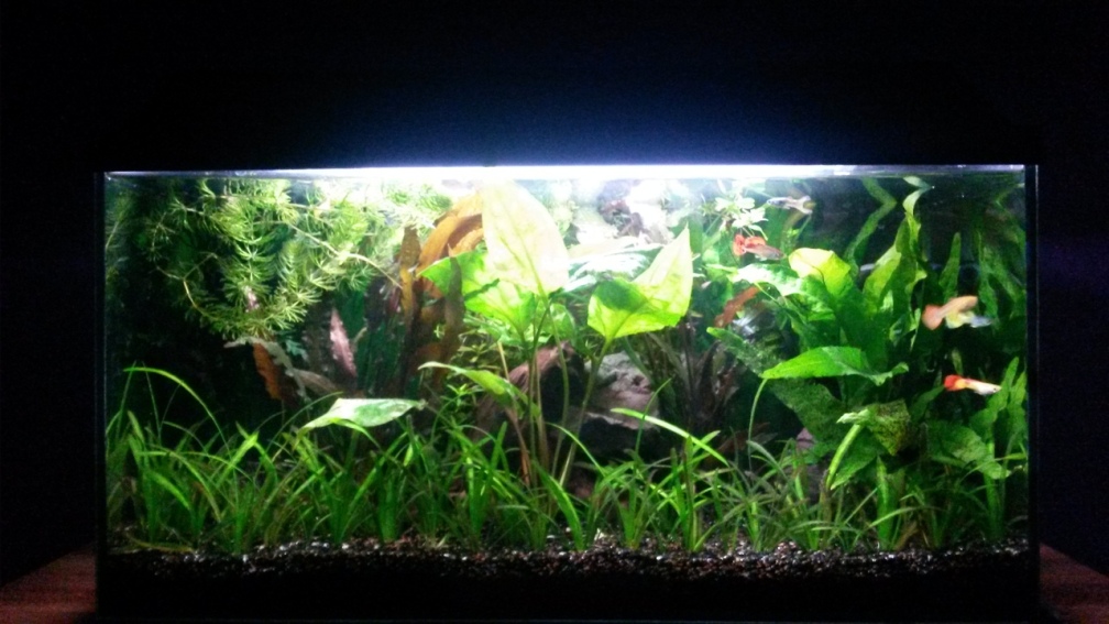 Aquarium Hauptansicht von Guppybecken (aufgelöst)