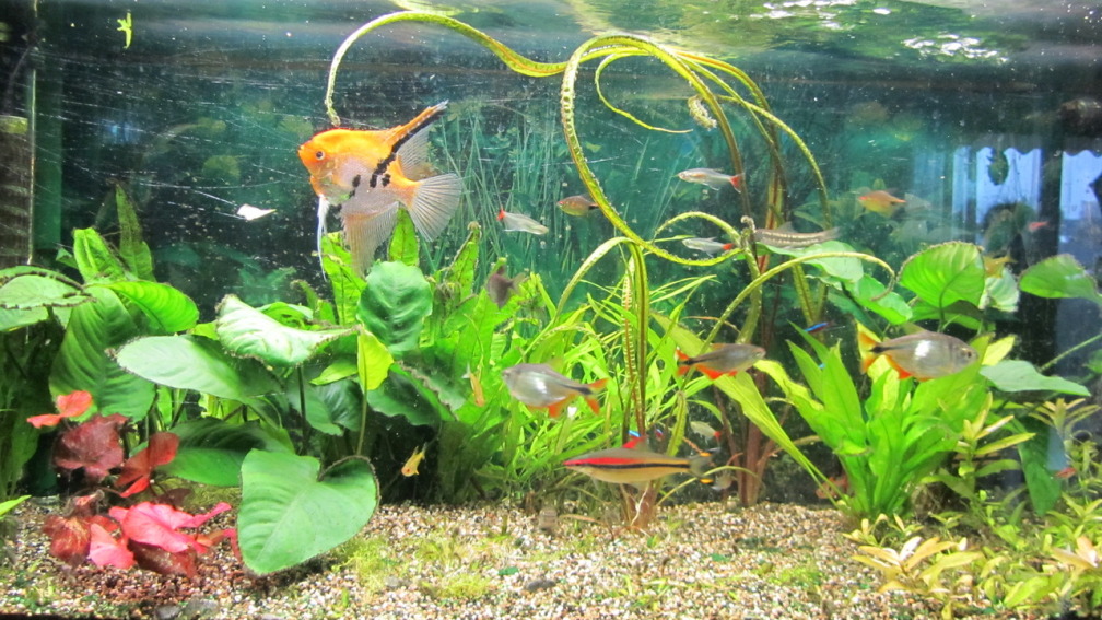 Aquarium Hauptansicht von AQ 200