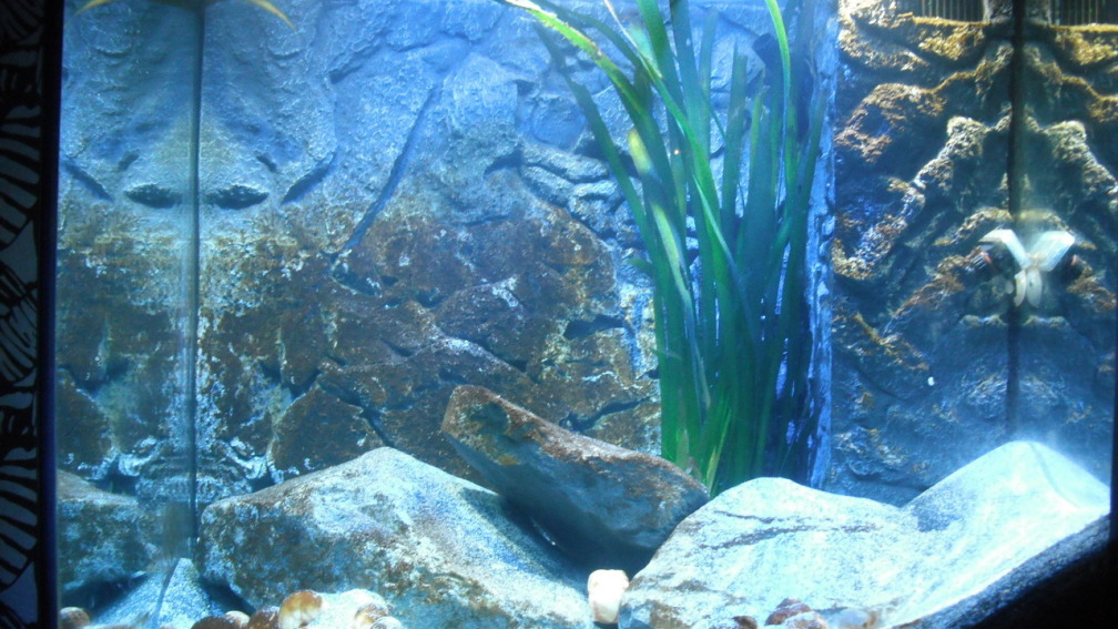 Aquarium Hauptansicht von Neolamprologus multifasciatus