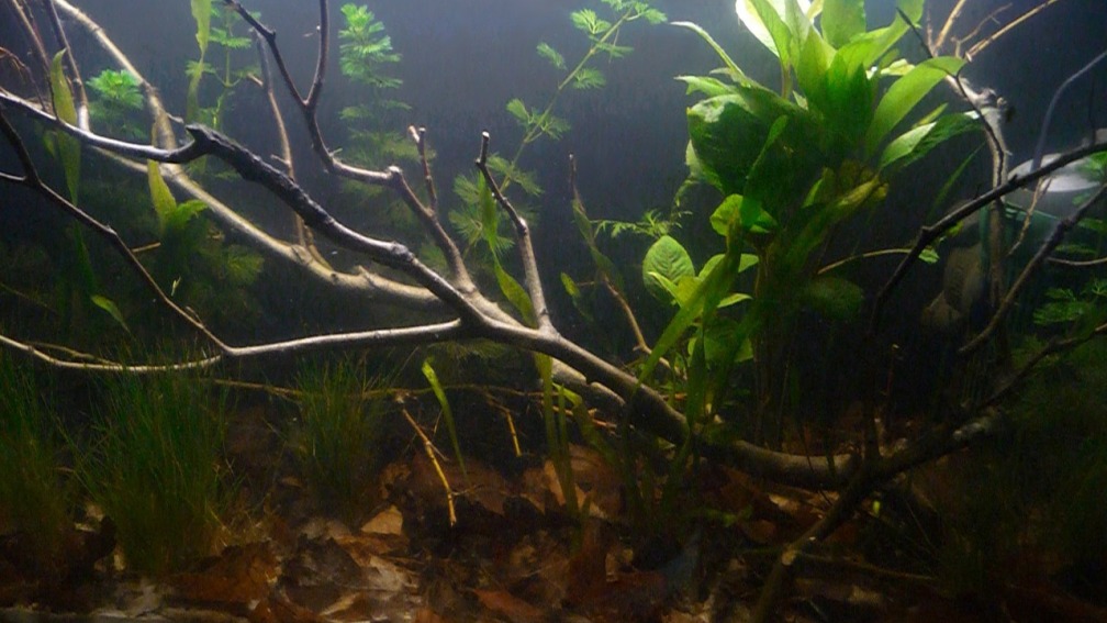 Aquarium Hauptansicht von Trichopsis pumila