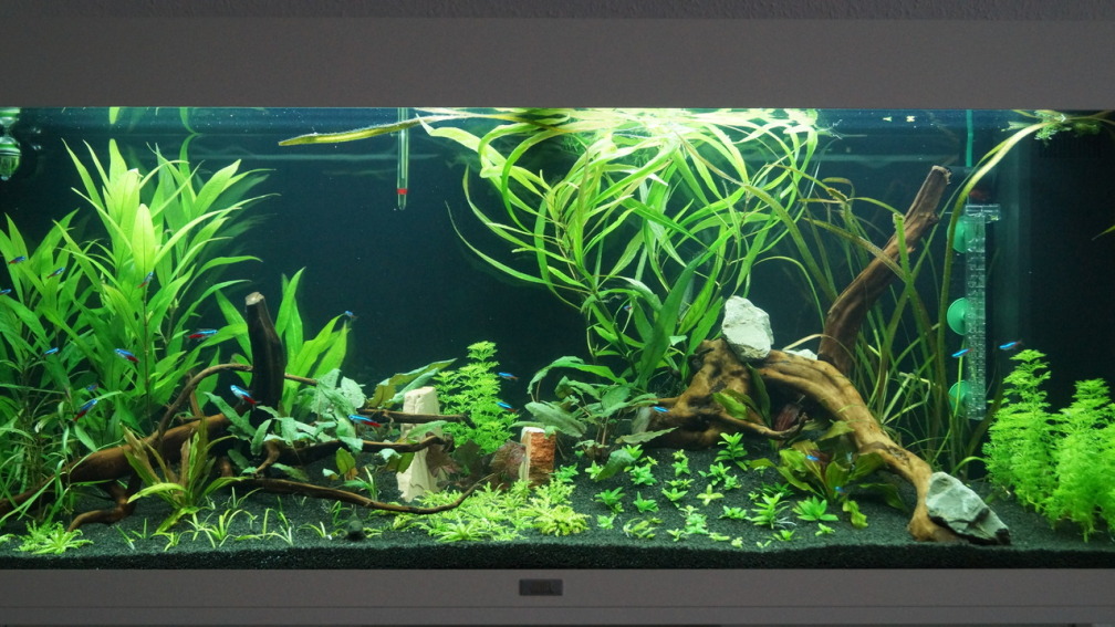 Mein neues Gesellschaftsaquarium