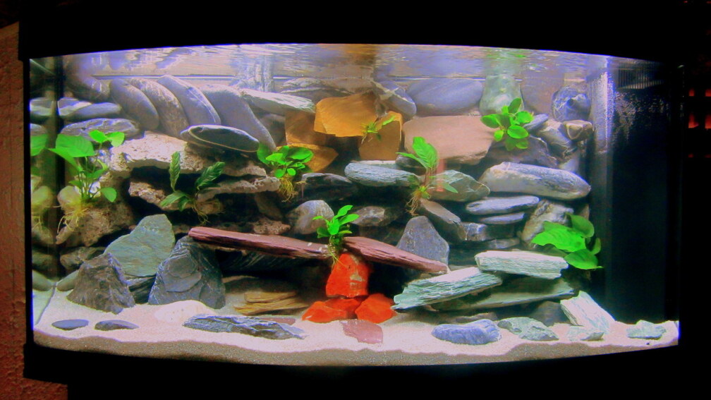 Aquarium Hauptansicht von mbuna-place Aquarium Hauptansicht von mbuna-place