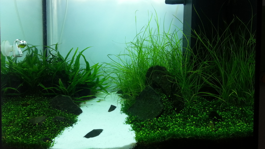 Erster Aquascapeversuch - Iwagumi Layout