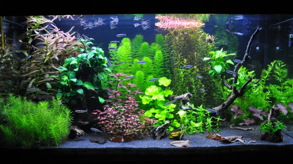 Aquarium Hauptansicht von Planted world