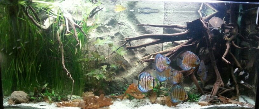 Aquarium Hauptansicht von Aufgelöst ! Diskus-sionen