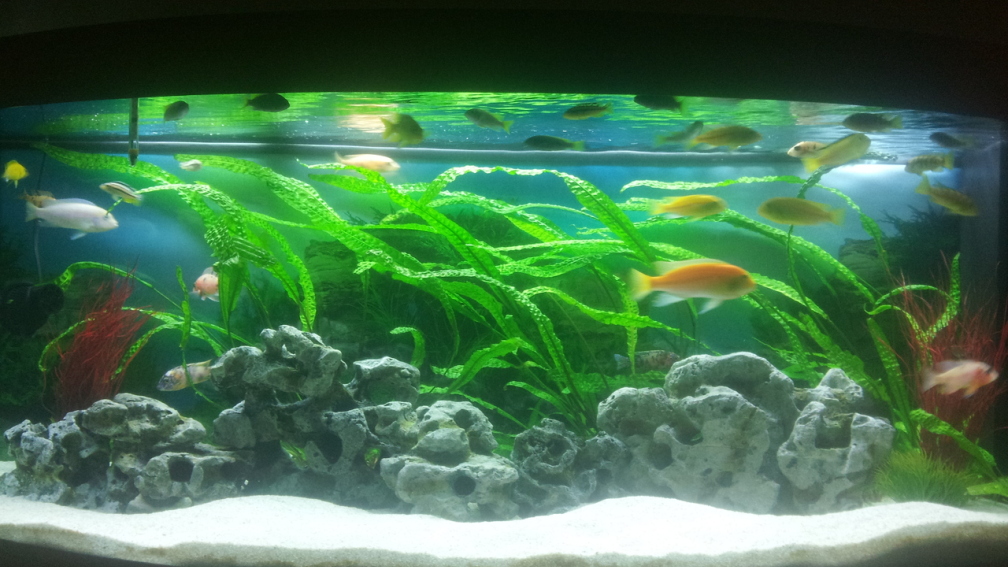 Aquarium Hauptansicht von Malawibecken 450l