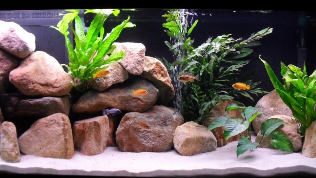 Aquarium Hauptansicht von Deltec