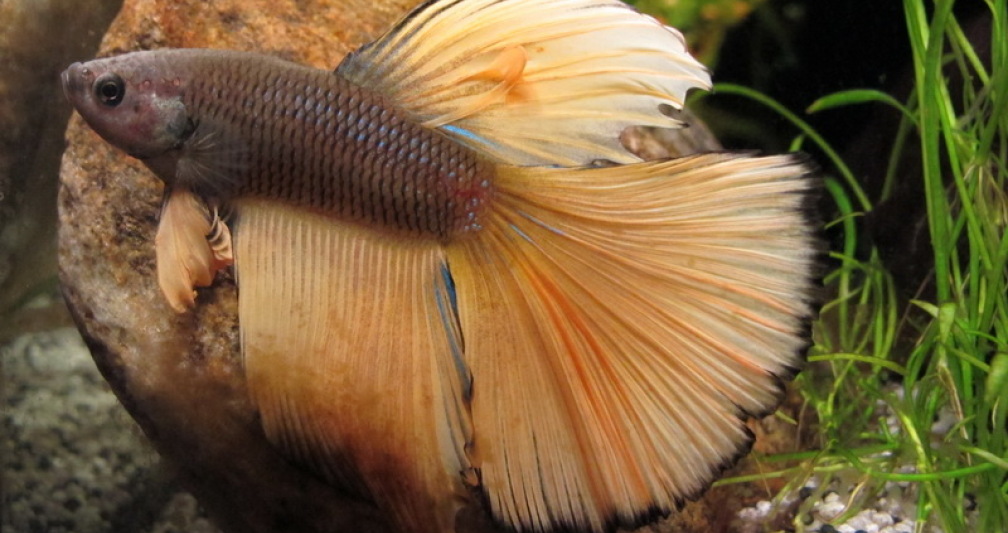 Betta splendens 