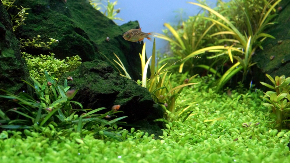 Aquarium Hauptansicht von Durchs grüne Tal... - aufgelöst -