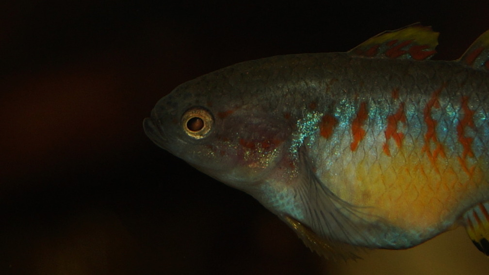 Aquarium Hauptansicht von Rooty & Calulous