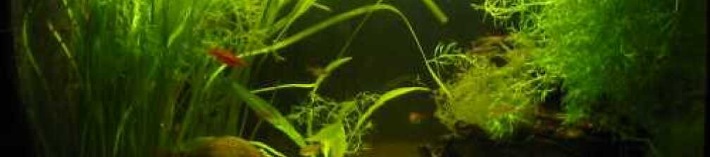 Aquarium Hauptansicht von nur noch Beispiel