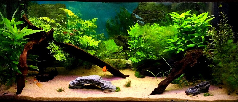 Aktuelles Erscheinungsbild