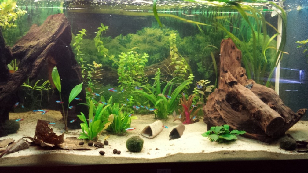 Aquarium Hauptansicht von Gesellschaftsbecken Wohnzimmer