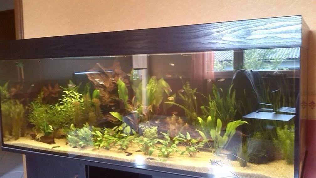 Aquarium Hauptansicht von Südamerika im Westerwald (nur noch Beispiel)