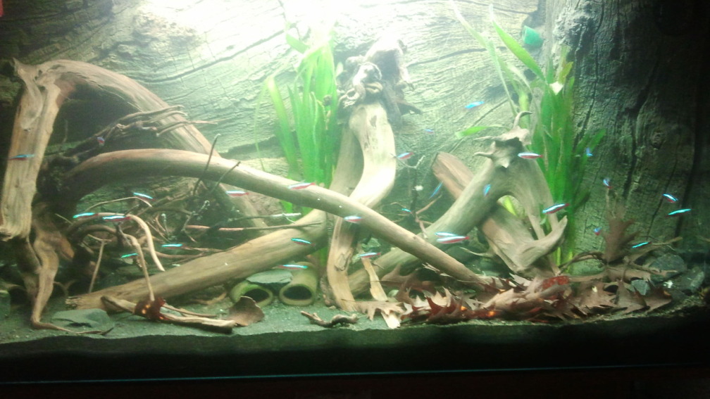 Aquarium Hauptansicht von Mein Rio Tapajos