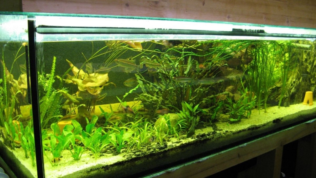 Aquarium Hauptansicht von Becken 3061