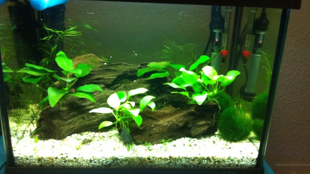 Mein erstes Nano Becken Mein erstes Nano Becken