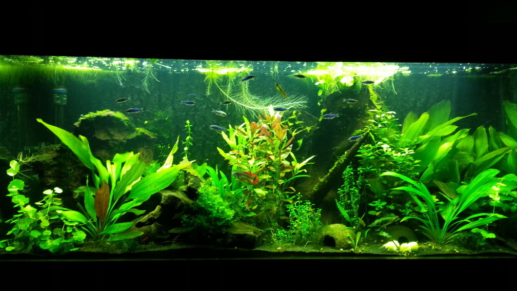 Aquarium Hauptansicht von Blaulinge im Grünen