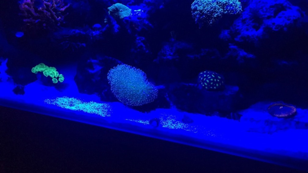 Aquarium Hauptansicht von Fluval Reef M90