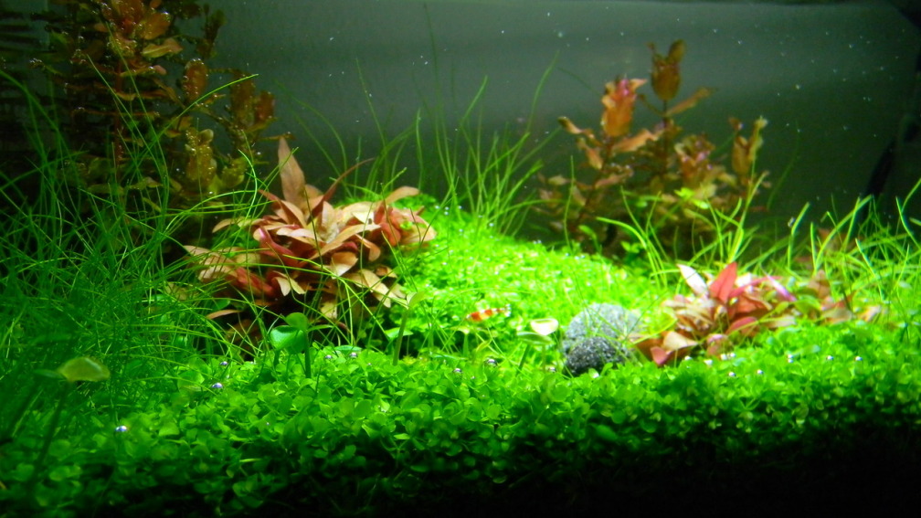 Aquarium Hauptansicht von Dry Start Scape Mein Nanoprojekt