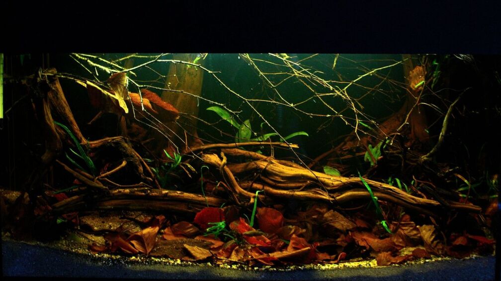 Aquarium Hauptansicht von Borneo