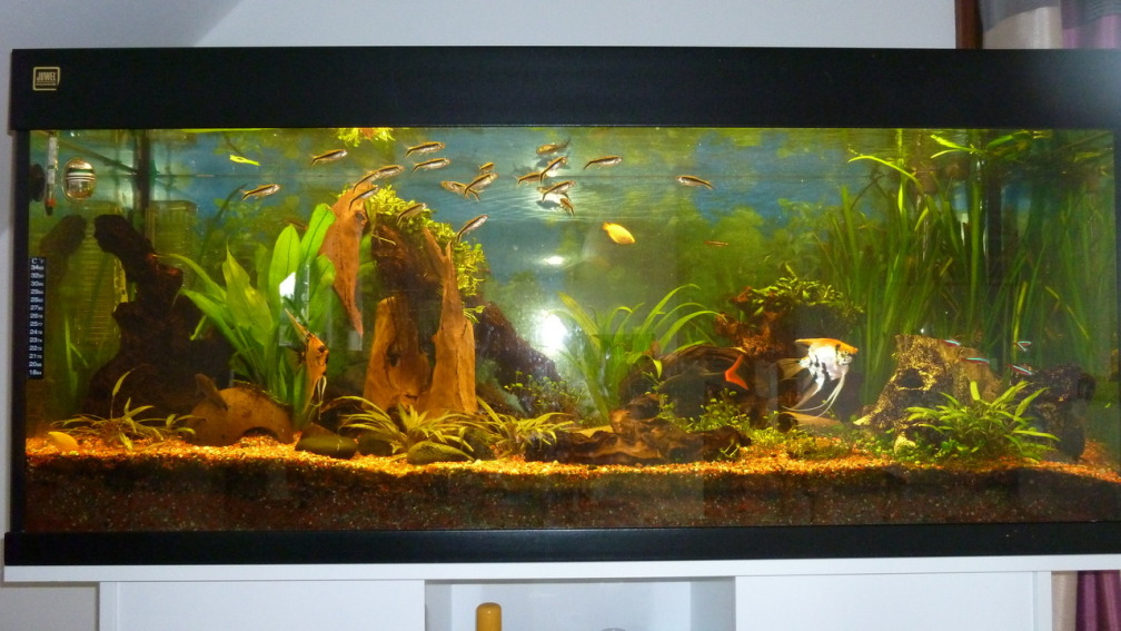 Aquarium Hauptansicht 