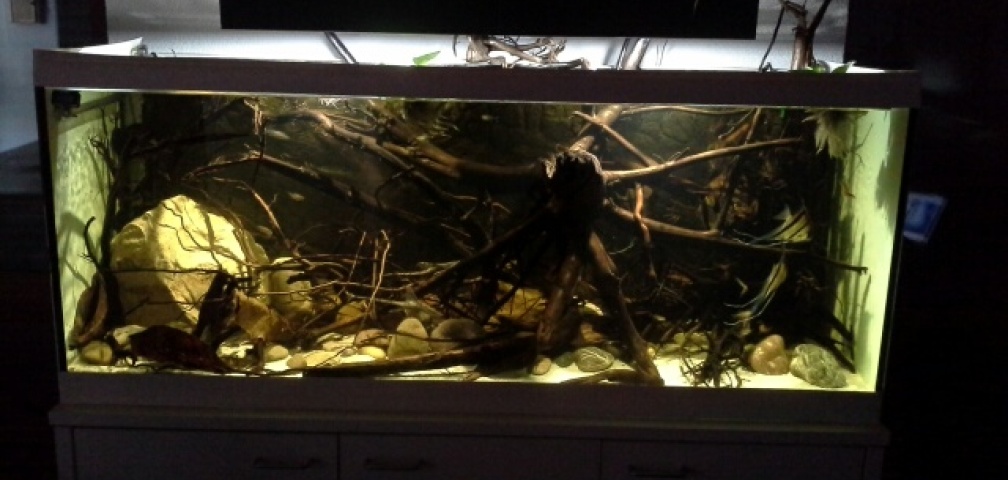 Aquarium Hauptansicht von 450 l Wurzelbiotop