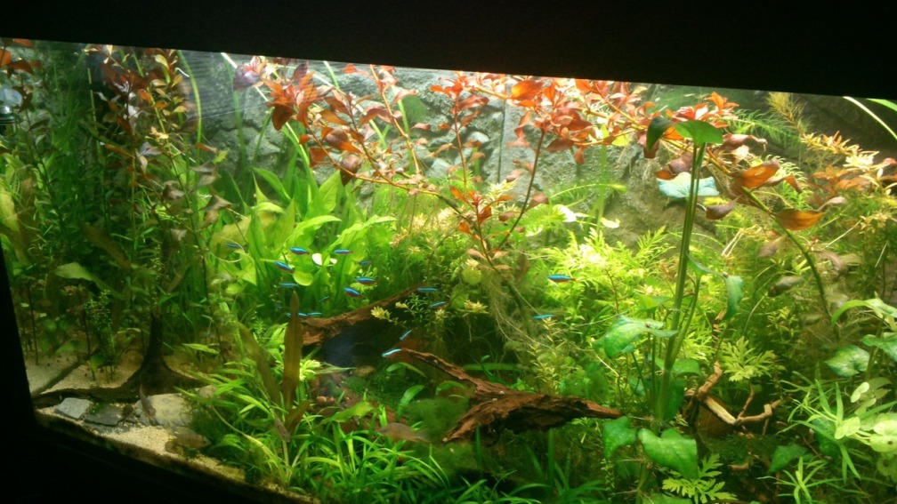 Becken nach ca 3 Monaten