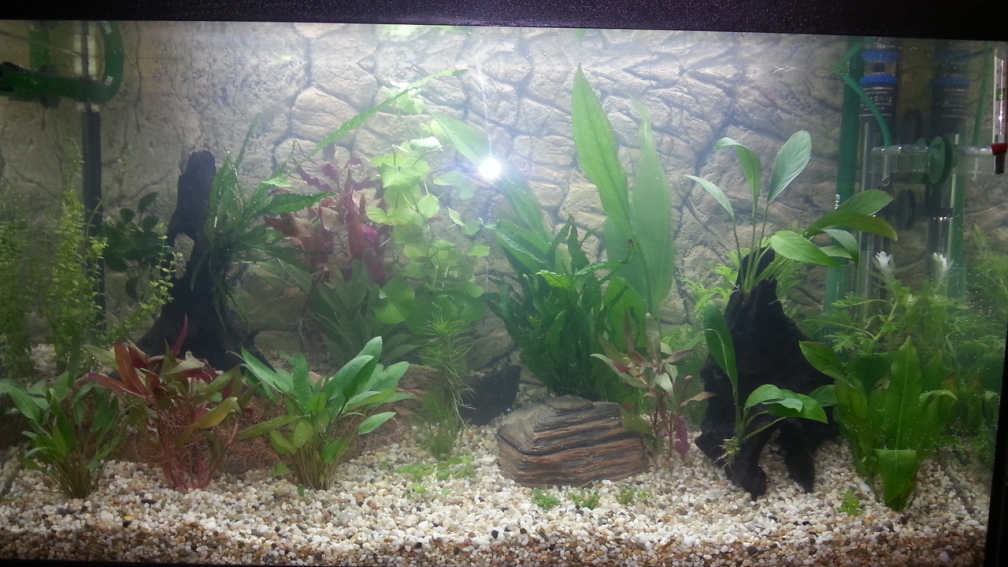 Nahaufnahme des Aquariums