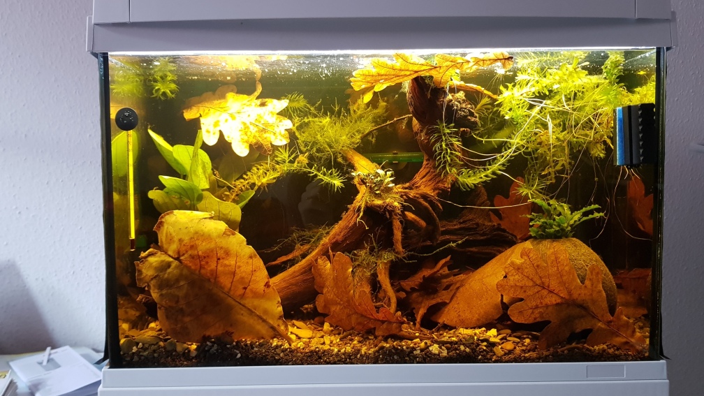 Aquarium Hauptansicht von Kleiner südamerikanischer Bach